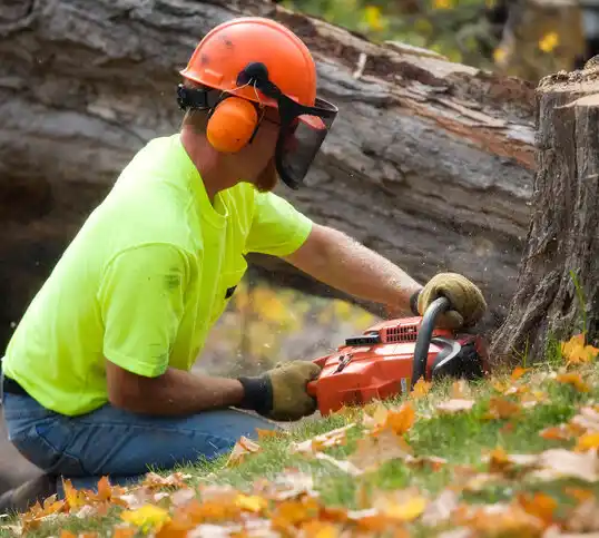 tree services Holiday Valley